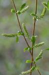 Salix babylonica L.