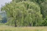 Salix babylonica L.
