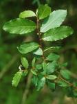 Salix caprea L.