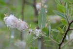 Salix caroliniana Michx.