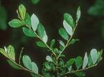 Salix cinerea L.