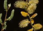 Salix cinerea L.