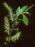 Salix cinerea L.