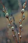 Salix discolor Muhl.