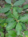 Salix discolor Muhl.