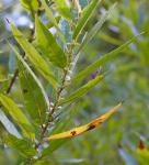 Salix eriocephala Michx.