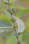 Salix eriocephala Michx.