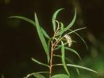 Salix interior Rowlee