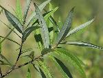 Salix humilis Marshall