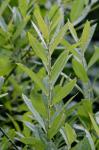Salix humilis Marshall