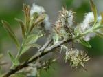 Salix humilis Marshall