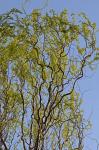 Salix matsudana Koidzumi