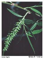 Salix nigra Marsh.