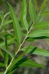 Salix nigra Marsh.