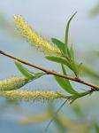 Salix nigra Marsh.