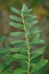 Salix occidentalis Walter