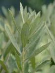 Salix occidentalis Walter