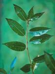 Salix pentandra L.