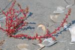 Salsola kali L.