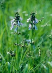 Salvia lyrata L.