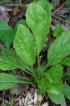 Salvia lyrata L.