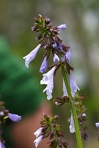 Salvia lyrata L.