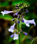 Salvia lyrata L.