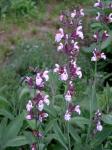 Salvia officinalis L.