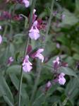 Salvia officinalis L.