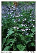 Salvia urticifolia L.
