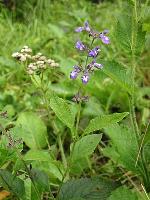 Salvia urticifolia L.