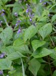 Salvia urticifolia L.