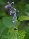 Salvia urticifolia L.