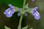 Salvia urticifolia L.