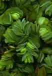 Salvinia molesta D.S. Mitchell