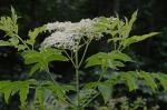 Sambucus canadensis L.