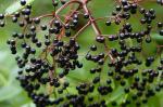 Sambucus canadensis L.