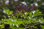 Sambucus canadensis L.