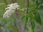 Sambucus canadensis L.