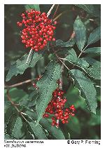 Sambucus racemosa L. var. pubens (Michx.) Koehne