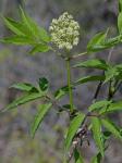 Sambucus racemosa L. var. pubens (Michx.) Koehne