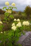Sambucus racemosa L. var. pubens (Michx.) Koehne