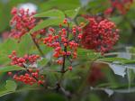 Sambucus racemosa L. var. pubens (Michx.) Koehne