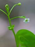 Samolus parviflorus Raf. 