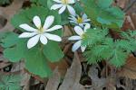 Sanguinaria canadensis L.