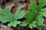 Sanguinaria canadensis L.