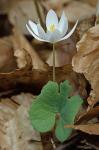 Sanguinaria canadensis L.