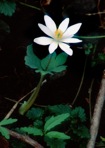 Sanguinaria canadensis L.