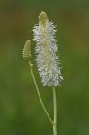 Sanguisorba canadensis L.