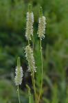 Sanguisorba canadensis L.
